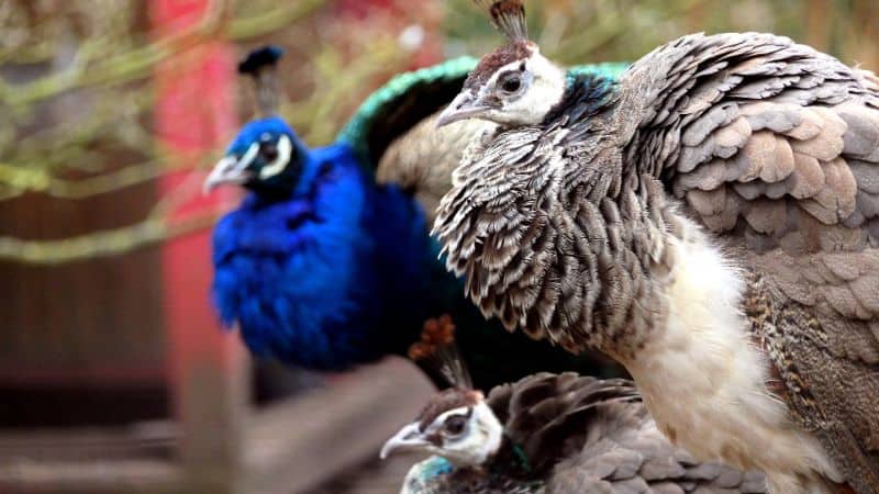 Best Incubator for Peacock Eggs