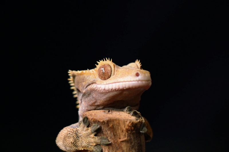 Best Light for Crested Gecko