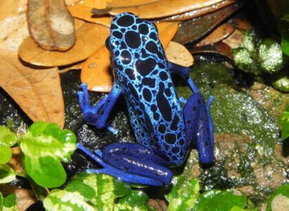 Best Light for a Dart Frog Vivarium