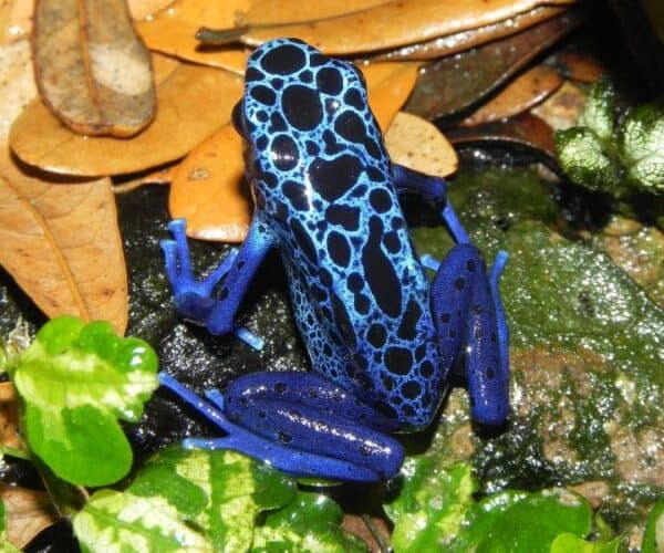 Best Light for a Dart Frog Vivarium