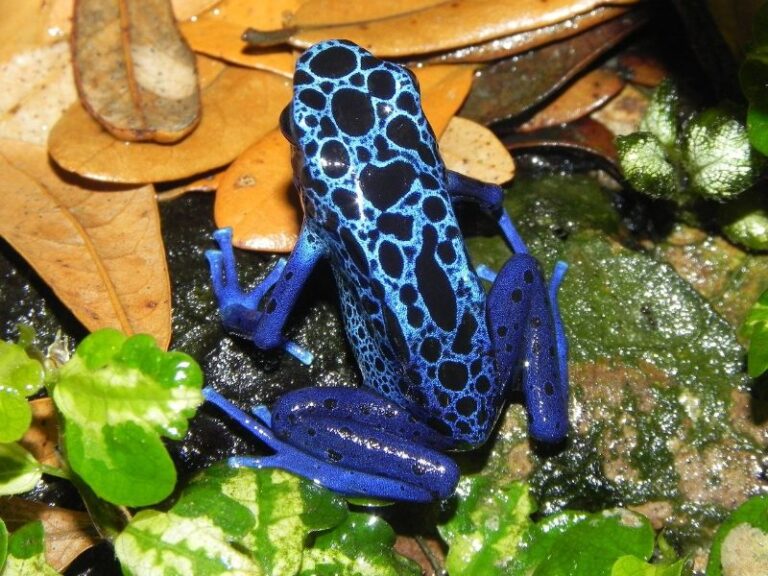Best Light for a Dart Frog Vivarium - The Pet Supply Guy