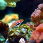 Best Lighting for Coral Reef Aquariums