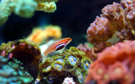 Best Lighting for Coral Reef Aquariums