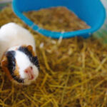 Best Litter Box for Guinea Pigs