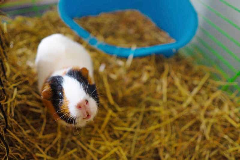 Best Litter Box for Guinea Pigs