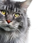 Best Litter Box for Maine Coon Cats