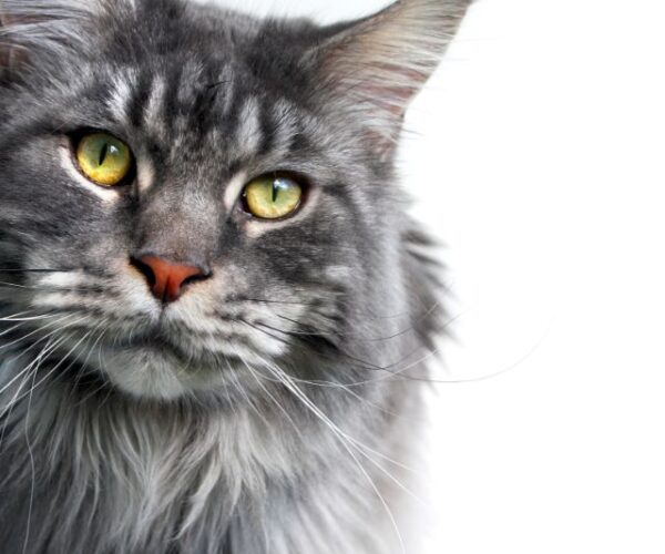 Best Litter Box for Maine Coon Cats