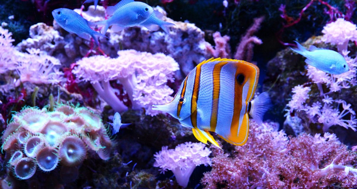 Best Live Sand for Reef Tank