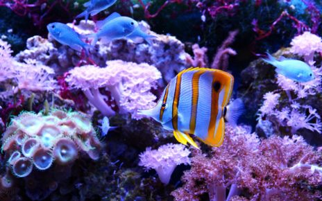 Best Live Sand for Reef Tank