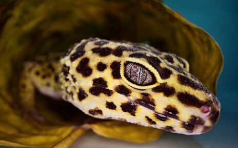 Best Moss for a Leopard Gecko