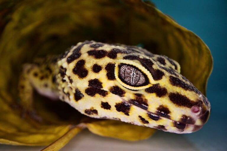 Best Moss for a Leopard Gecko The Pet Supply Guy