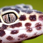 Best Multivitamin for Leopard Gecko