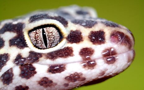 Best Multivitamin for Leopard Gecko