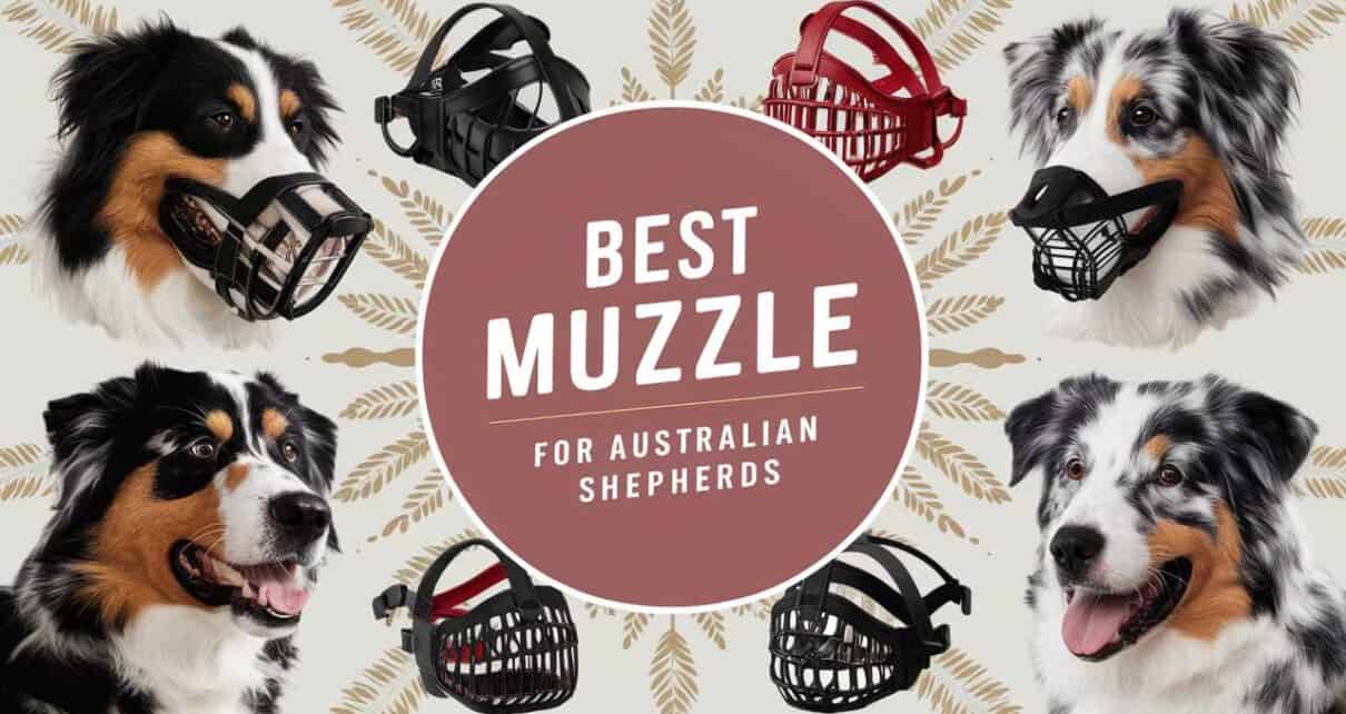 Best Muzzle for Australian Shepherds