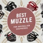 Best Muzzle for Australian Shepherds