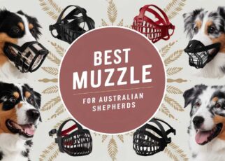 Best Muzzle for Australian Shepherds