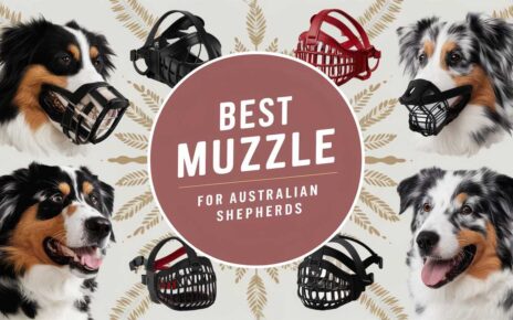 Best Muzzle for Australian Shepherds