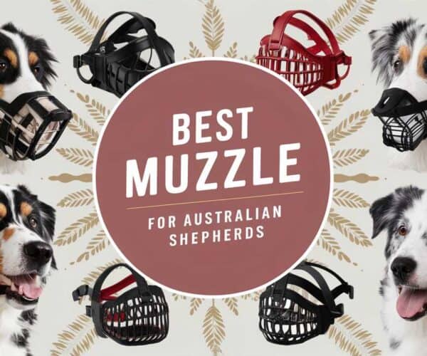 Best Muzzle for Australian Shepherds