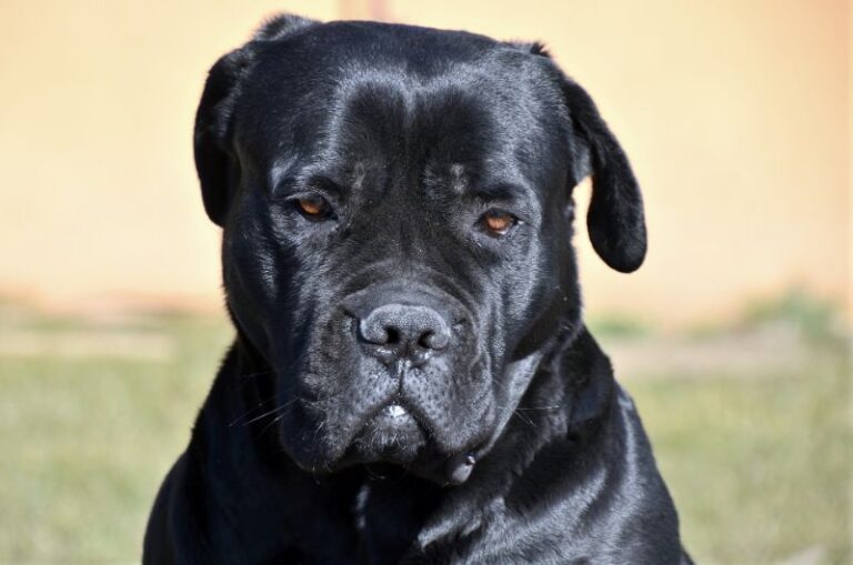 Best Muzzle for a Cane Corso The Pet Supply Guy