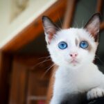Best Natural Cat Food for Kittens