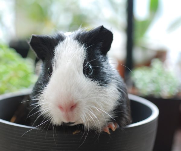 Best Pellet Food for Guinea Pigs