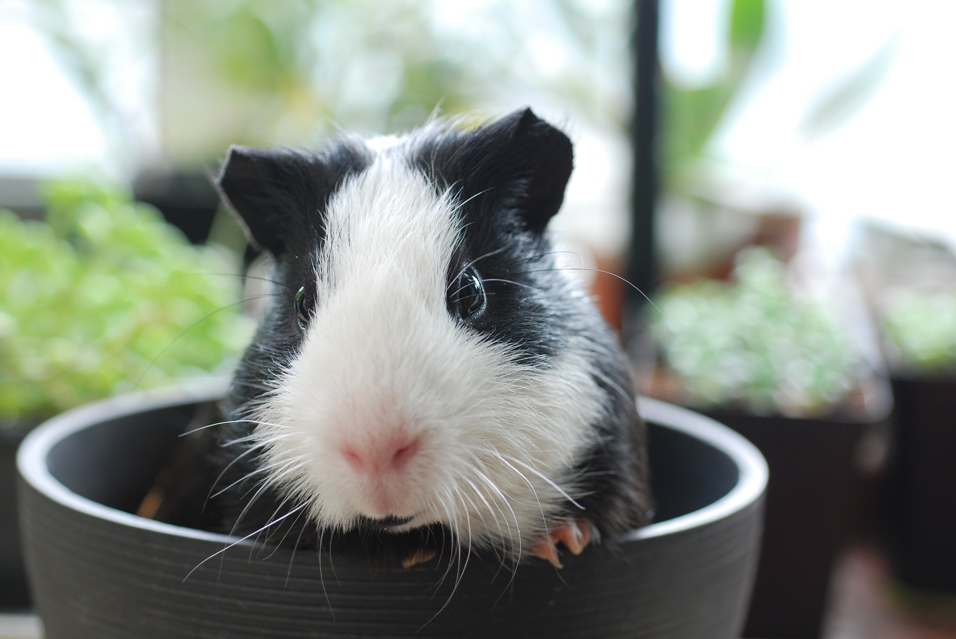 What Is The Best Pellet Food For Guinea Pigs