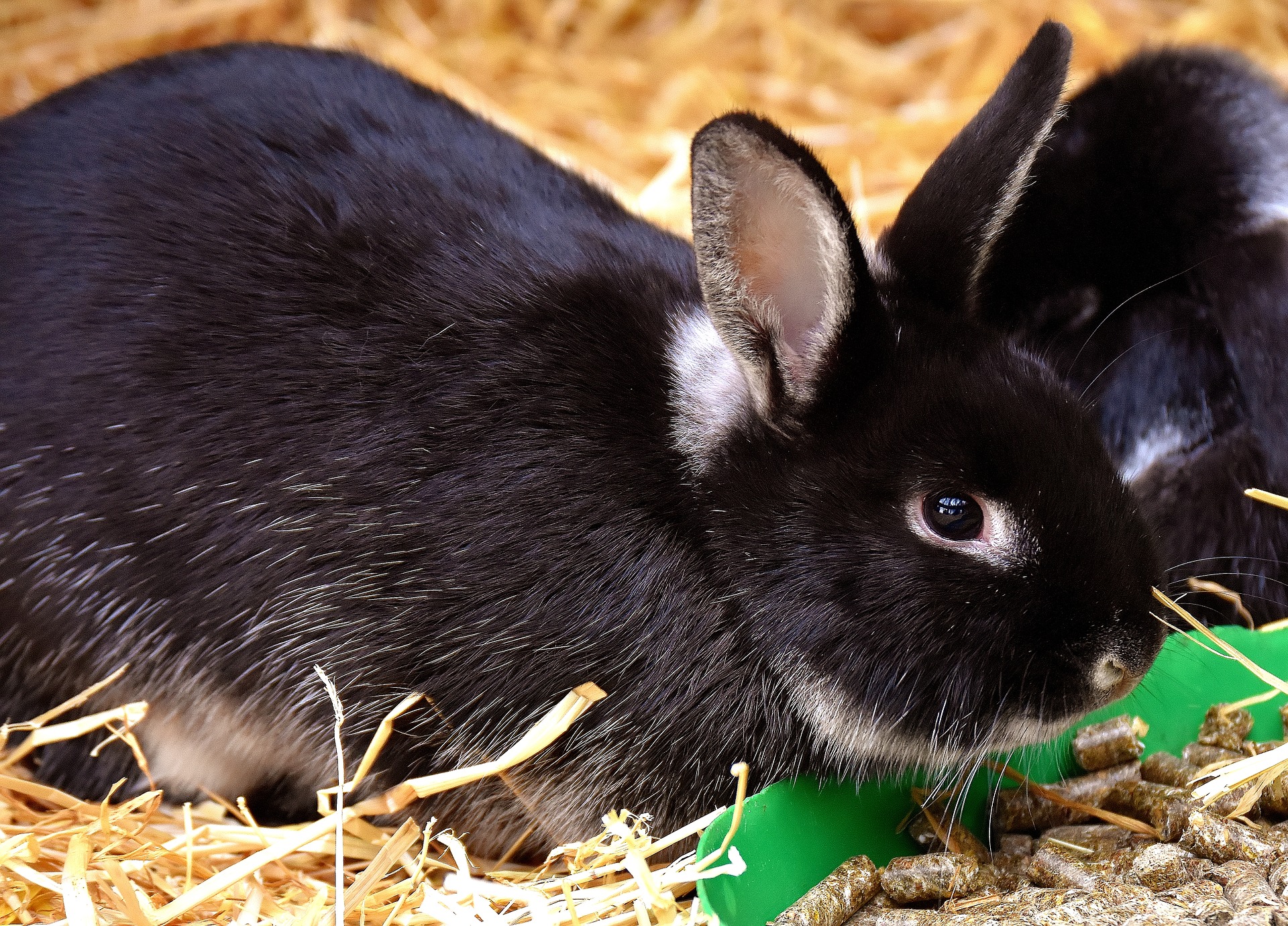 Best Pellet Food for Rabbits The Pet Supply Guy