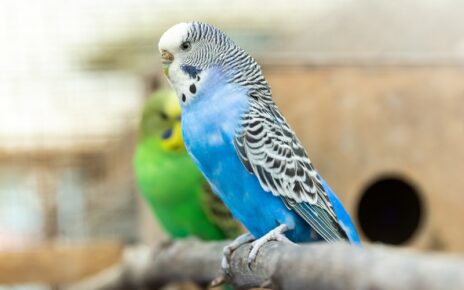 Best Perches for Budgies