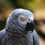 Best Pet Birds that Talk