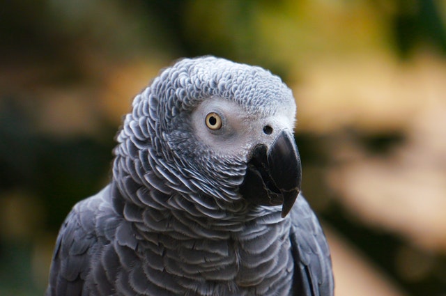 Best Pet Birds that Talk