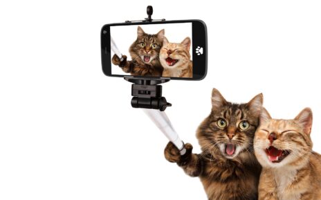 Best Pet Camera for Cats
