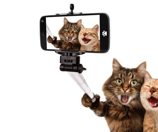 Best Pet Camera for Cats