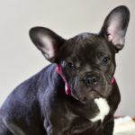 Best Pet Carrier for French Bulldog