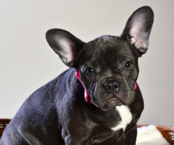 Best Pet Carrier for French Bulldog