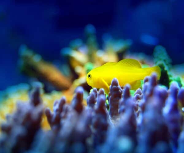 Best Powerhead for Reef Tank