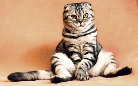 Best Probiotics for Cats with IBD