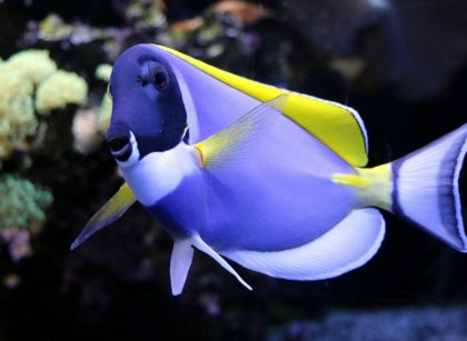 Best Protein Skimmer for 200 Gallon Tank
