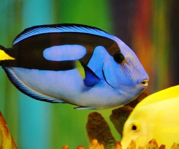 Best Protein Skimmer for a 75 Gallon Tank