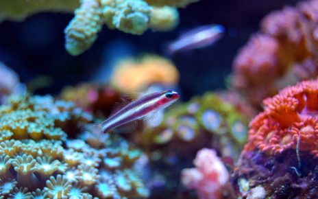Best RO DI System for a Reef Tank