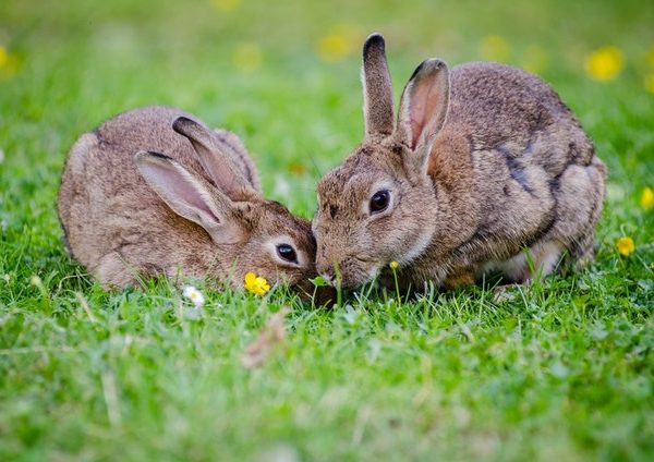 Best Rabbit Hutch for 2 Rabbits