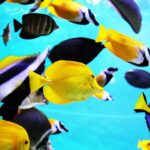 Best Saltwater Fish for a 100 Gallon Tank
