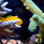Best Saltwater Fish for 30 Gallon Tank