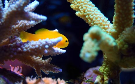 Best Saltwater Fish for 30 Gallon Tank