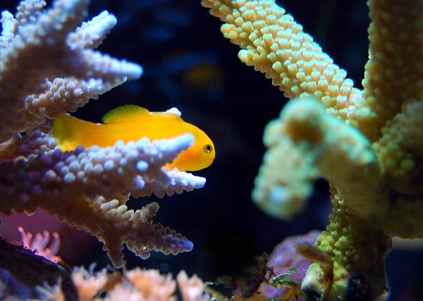 Best Saltwater Fish for 30 Gallon Tank