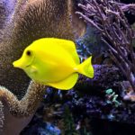 Best Saltwater Fish for 75 Gallon Tank
