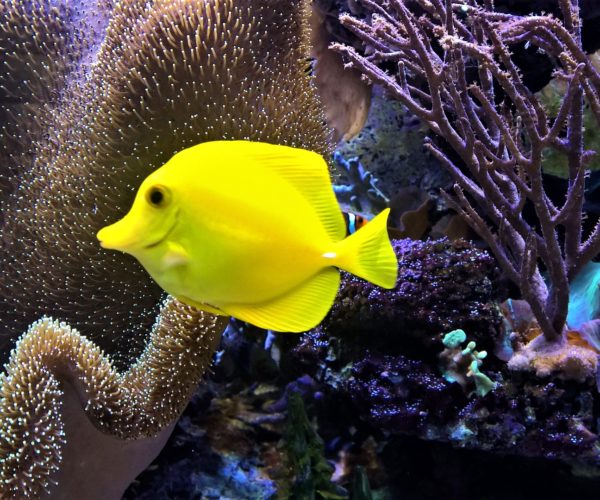 Best Saltwater Fish for 75 Gallon Tank