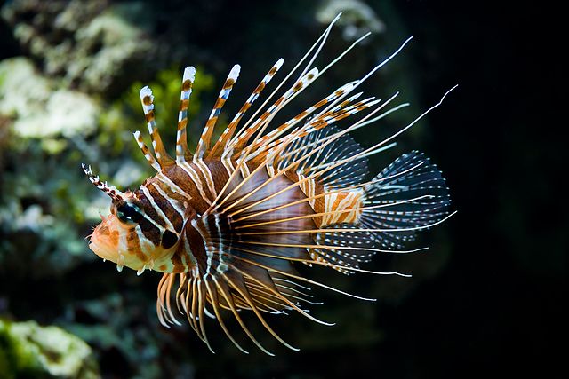 Best Saltwater Fish for 75 Gallon Tank - Antenneta Lionfish - Christian Mehlführer CC-BY 2.5