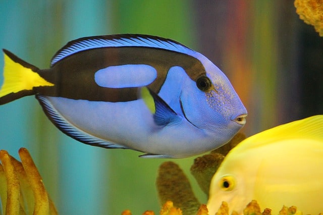 Best Saltwater Fish for 75 Gallon Tank - Blue Hepatus Tang