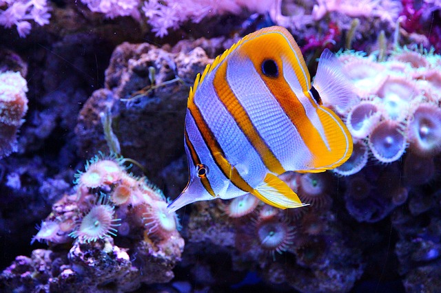 peaceful saltwater aquarium fish