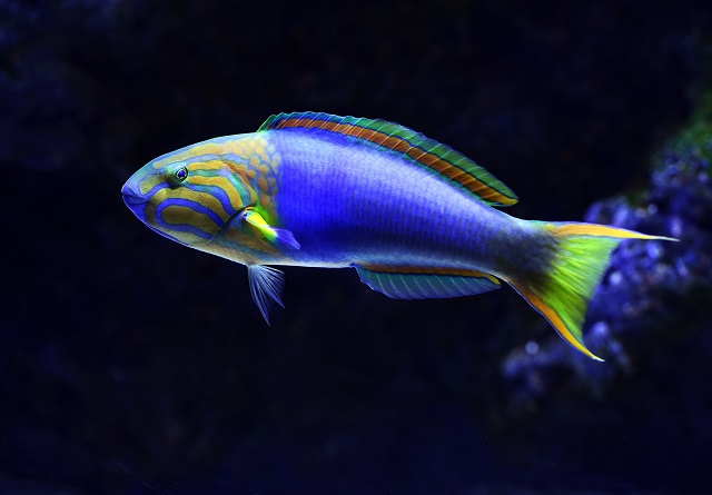 Best Saltwater Fish for 75 Gallon Tank - Lunare Wrasse